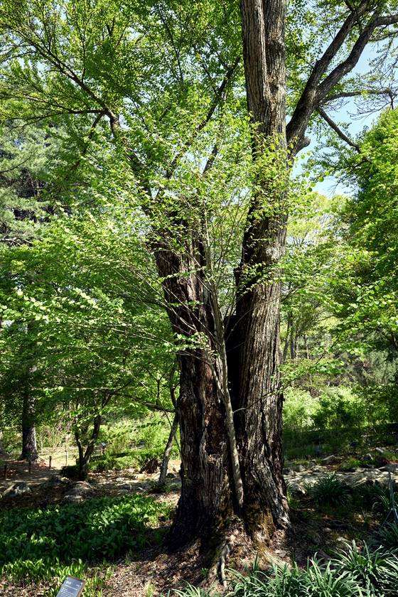 일제강점기에 우리나라에 최초로 들여온 계수나무. 전국에 있는 대부분의 계수나무의 모수다.