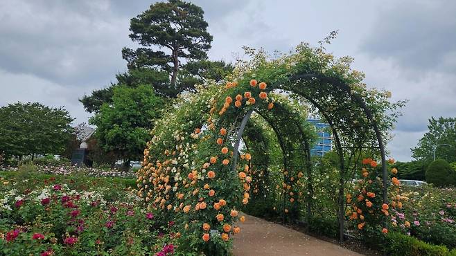 ▲장미꽃이 만개한 광주시청 앞 장미원 [광주광역시청]