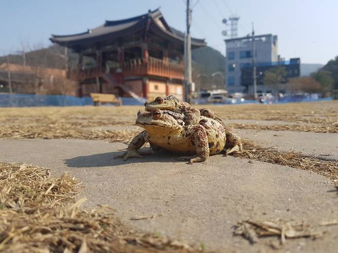 대구 수성구 망월지로 이동 중인 두꺼비 한 쌍. 수성구 제공