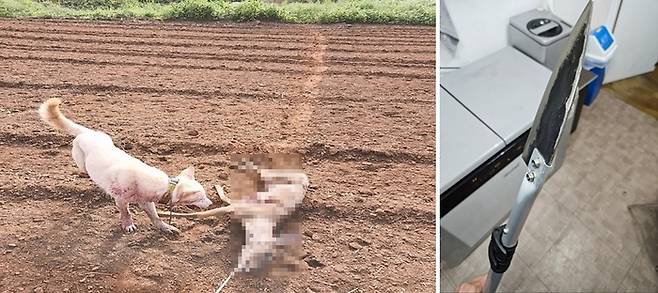 죽은 노루 사체의 목에 밧줄을 매달고 진돗개를 훈련하는 모습과 불법 포획에 사용된 지팡이 칼.[제주도 자치경찰단 제공]