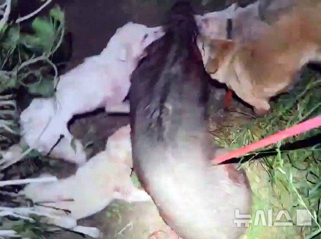 [제주=뉴시스] 제주자치경찰단이 야생동물을 잔혹하게 살해한 30대 2명을 구속했다. 사진은 피의자들이 특수 제작한 창을 이용해 맷돼지 심장 부근을 찌르는 모습. (사진=제주자치경찰단 제공) 2025.05.19. photo@newsis.com