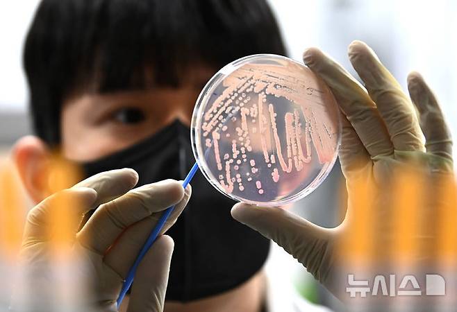 [수원=뉴시스] 김종택 기자 = 19일 경기 수원시 권선구 경기도보건환경연구원에서 연구원이 식중독균 배양분리작업을 하고 있다.최근 이른 더위가 시작되면서 학교 급식 등 집단급식소 식중독 의심 신고는 총 110건으로 최근 3년 평균(84건)보다 31% 증가했다. 2025.05.19. jtk@newsis.com