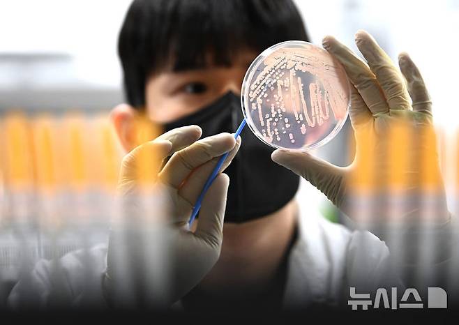 [수원=뉴시스] 김종택 기자 = 19일 경기 수원시 권선구 경기도보건환경연구원에서 연구원이 식중독균 배양분리작업을 하고 있다.최근 이른 더위가 시작되면서 학교 급식 등 집단급식소 식중독 의심 신고는 총 110건으로 최근 3년 평균(84건)보다 31% 증가했다. 2025.05.19. jtk@newsis.com