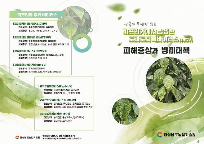 토마토퇴록바이러스 방제 대책. 경남도청 제공