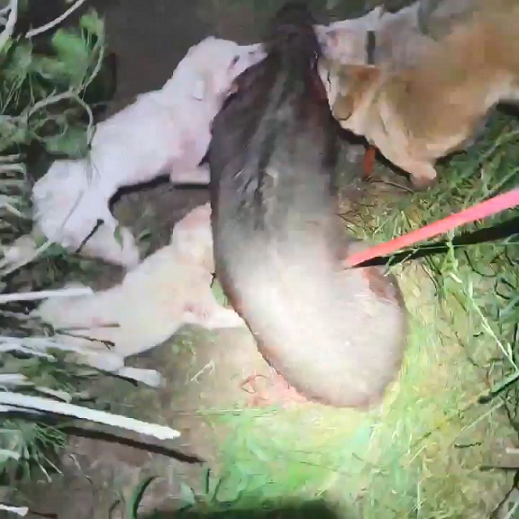 ▲멧돼지 사냥 장면.ⓒ제주자치경찰단