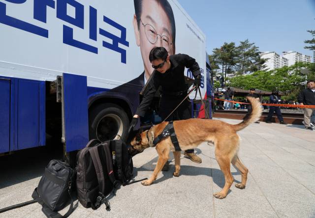 경찰의 폭발물탐지견이 12일 이재명 더불어민주당 대선 후보의 유세가 예정된 경기 화성시 동탄 센트럴파크에서 혹시 모를 테러에 대비하고 있다. 화성=오승현 기자 2025.05.12
