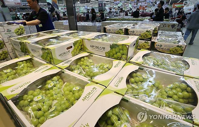 샤인머스캣 [연합뉴스 자료 사진]