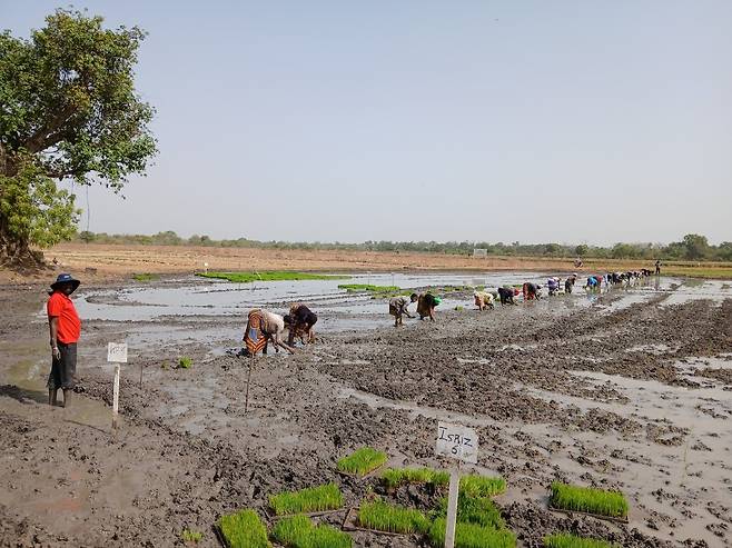아프리카 감비아에서 K-라이스벨트 사업으로 진행된 모내기  [농촌진흥청 제공. 재판매 및 DB 금지]