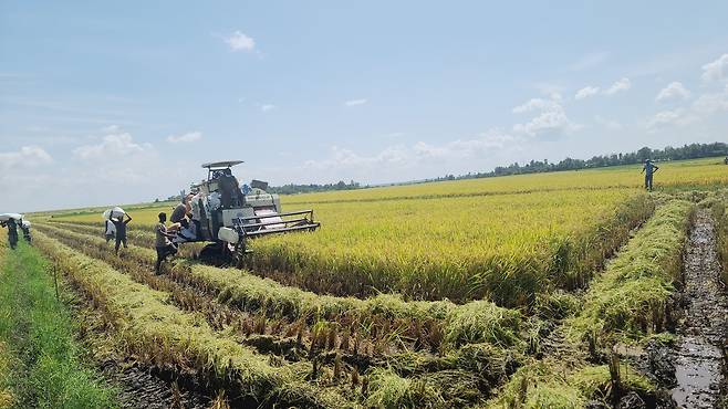 아프리카 케냐에서 K-라이스벨트 사업으로 진행된 보급종 수확 작업 [농촌진흥청 제공. 재판매 및 DB 금지]