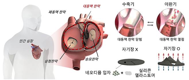심혈관 모사장치 모식도  [경희대 유정민 연구원 제공. 재판매 및 DB 금지]