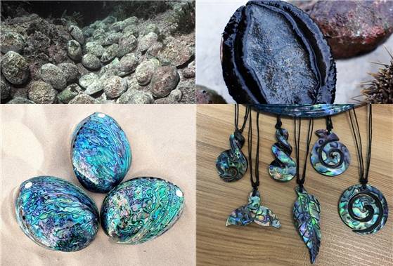 뉴질랜드 흑전복과 가공한 모습 / 출처=공개이미지