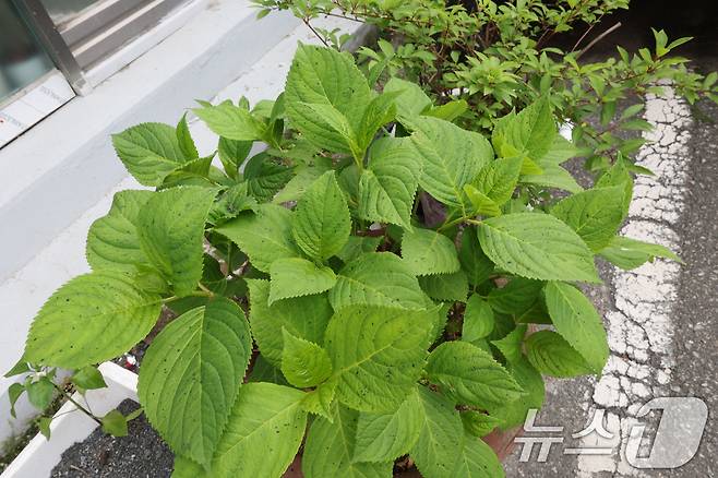 20일 오전 광주 광산구 소촌동 화재가 발생한 금호타이어 광주공장 정문 앞 식당이 키우던 깻잎에 검은색 분진가루가 내려 앉아 있다. ⓒ News1 박지현 기자