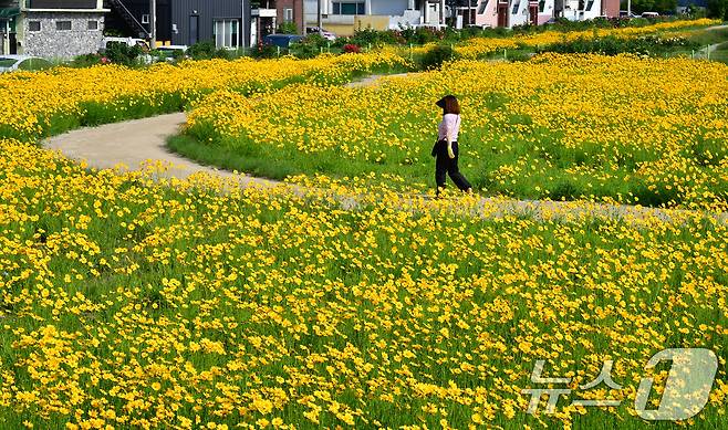 20일 경북 포항시 포항운하 주변에 금계국이 꽃망울을 활짝 터뜨리고 있다. 2025.5.20/뉴스1 ⓒ News1 최창호 기자