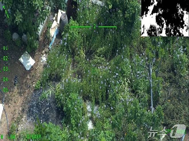 지난 19일 완도해경이 양귀비와 대마 등 마약류 불법 재배가 지속적으로 문제돼 온 완도와 인근 도서지역에서 합동 단속을 실시하고 있다.(완도해경 제공. 재판매 및 DB 금지)