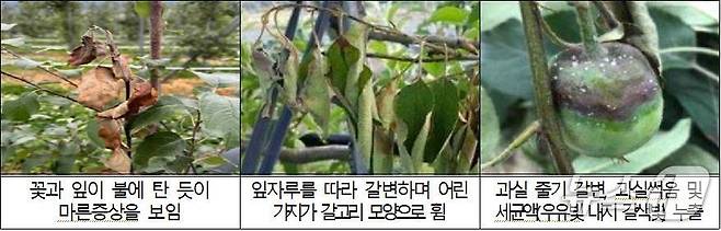 과수화상병 증상(거창군 제공. 재판매 및 DB금지).