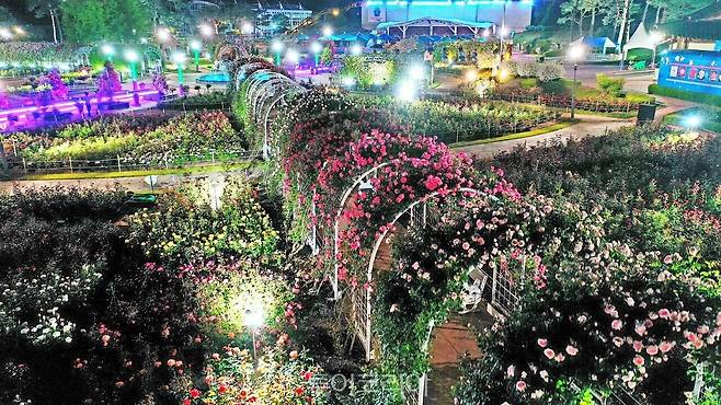 곡성세계장미축제 / 사진- 곡성군