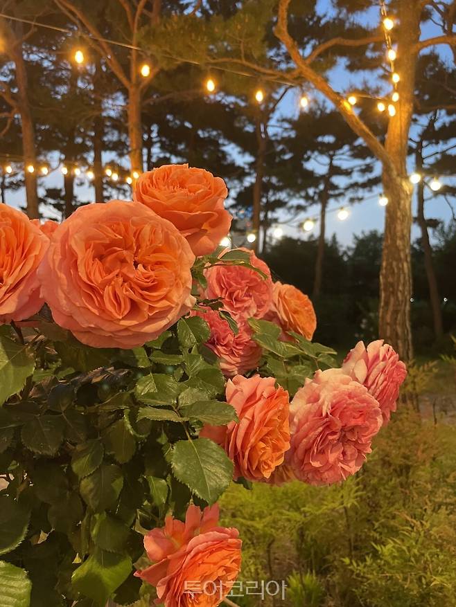 한밭수목원 장미전시회/사진-대전시