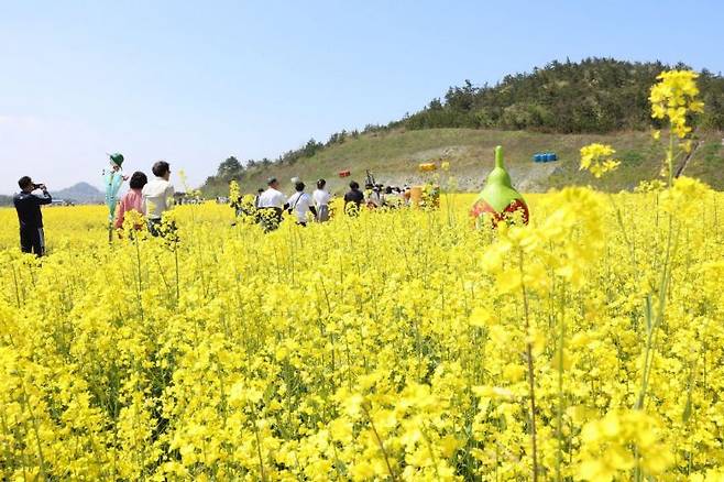 진도 유채꽃 축제