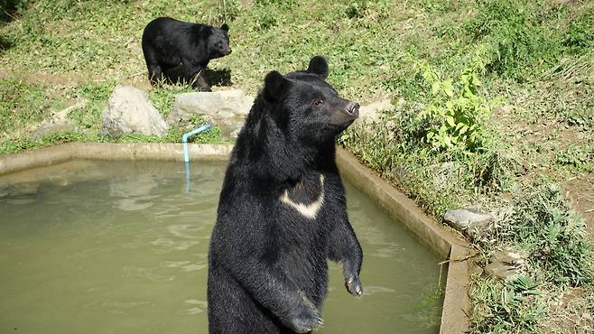 일본 반달가슴곰은 최근 20년간 서일본에서 서식지 분포가 확대됐다./모리오카시 동물공원