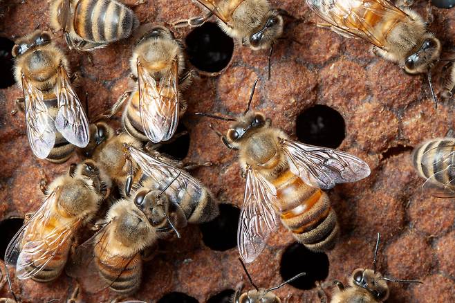 벌집에 있는 꿀벌들. 최근 꿀벌 개체수가 급감해 농업에 큰 피해를 주고 있다./미 텍사스대
