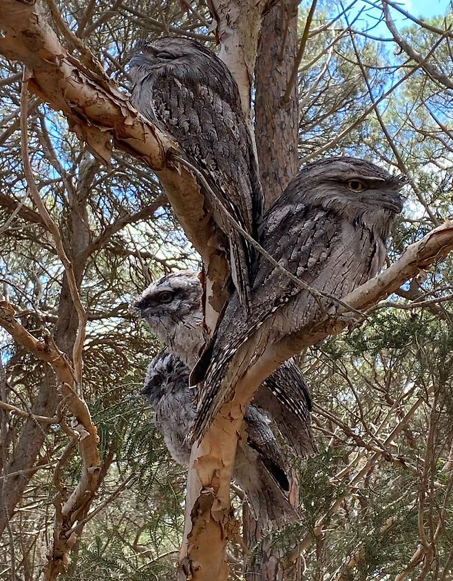 신기하게 생긴 개구리 입쏙 독새 ㄷㄷㄷㄷㄷㄷㄷㄷㄷㄷㄷㄷ