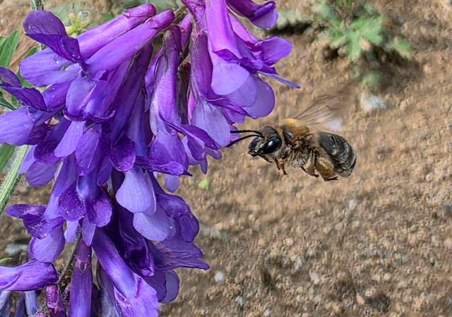 야생벌의 일종인 수염줄벌의 모습. 벌볼일있는사람들 제공