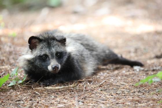 지난해 7월 서울 양천구 서서울호수공원에서 발견된 너구리 사람이 접근해도 피하지 않고 그대로 누워있다. [연합뉴스]