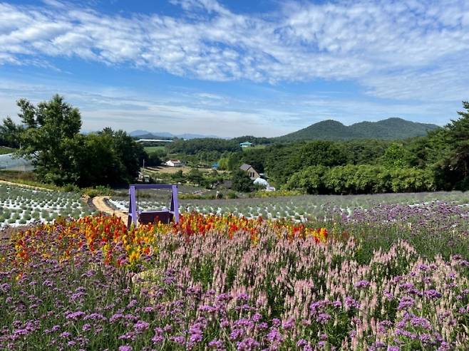 전북 고창 청농원의 라벤더 정원/사진=청농원