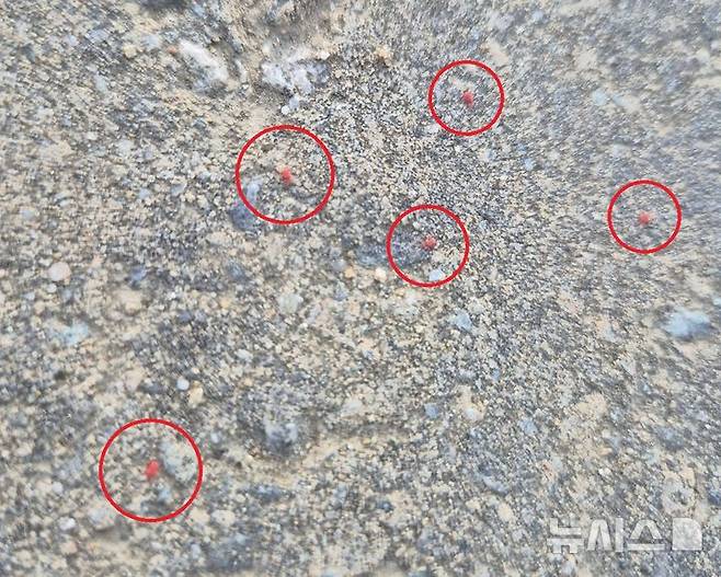 [청주=뉴시스] 청주 동부창고에서 발견된 빨간진드기 '다카라다니' (사진= 독자 제공) 2025.05.15. photo@newsis.com *재판매 및 DB 금지