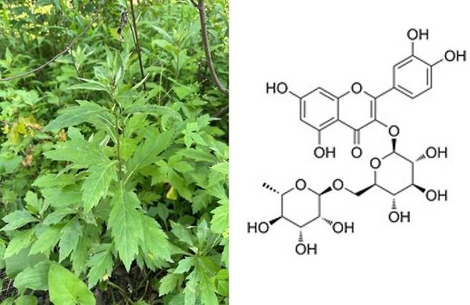 넓은잎외잎쑥 사진(왼쪽), '루틴' 이미지. (사진=중앙대 제공) *재판매 및 DB 금지