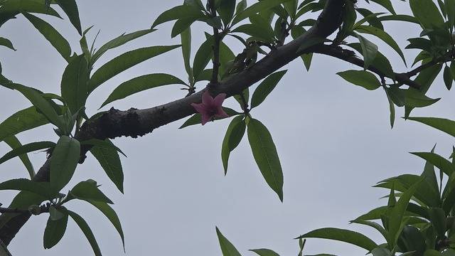 이상 저온 현상으로 뒤늦게 핀 복숭아 꽃