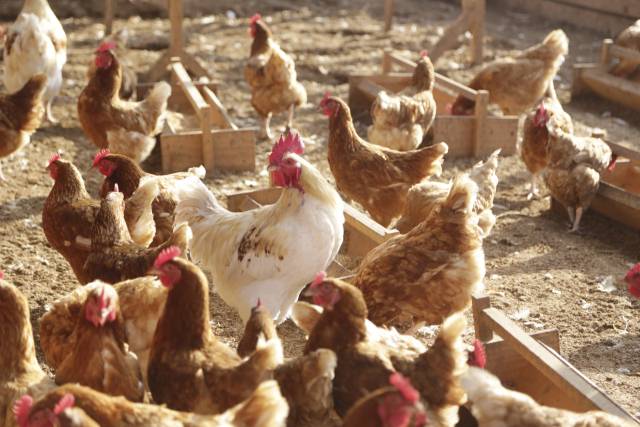 양계장 이미지 / 이미지투데이