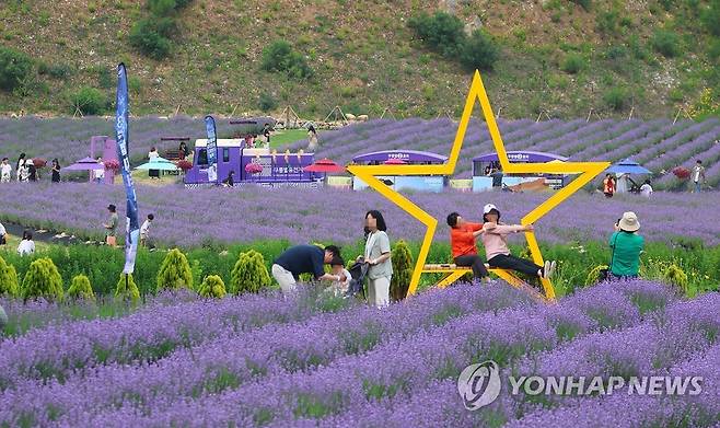 폐광지의 보랏빛 변신…동해 라벤더 축제 [연합뉴스 자료사진]