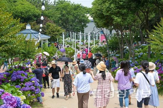 ▲ 오는 6월7일부터 29일까지 고래문화마을 전역에서 제4회 장생포 수국페스티벌이 개최된다. 사진은 지난해 열린 장생포 수국페스티벌 모습.