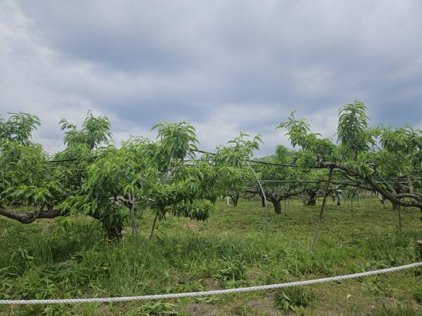 안동시 풍천면에 위치한 한 복숭아 농장이 지난달 말부터 이달 초까지 기온변화로 인한 냉해 피해로 수확량 감소를 우려하고 있다.