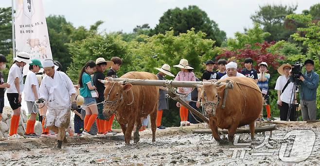본격적인 농사의 시작을 알리는 절기 소만(小滿)인 21일 오전 경기 수원시 권선구 국립농업박물관에서 열린 '토종벼 전통 손모내기 및 겨릿소 시연' 행사에서 관계자들이 겨릿소 써레질 시연을 하고 있다. 2025.5.21/뉴스1 ⓒ News1 김영운 기자