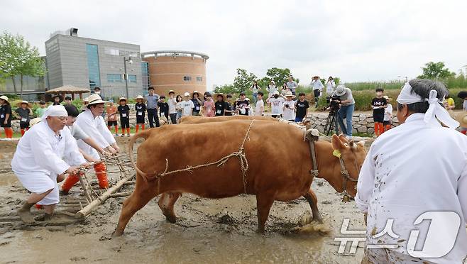 본격적인 농사의 시작을 알리는 절기 소만(小滿)인 21일 오전 경기 수원시 권선구 국립농업박물관에서 열린 '토종벼 전통 손모내기 및 겨릿소 시연' 행사에서 관계자들이 겨릿소 써레질 시연을 하고 있다. 2025.5.21/뉴스1 ⓒ News1 김영운 기자