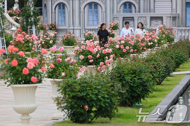 오는 16일부터 펼쳐지는 '에버랜드 로로티' 장미축제를 하루 앞두고 관계자들이 로즈가든에서 현장을 둘러보고 있다(삼성물산 제공. 재판매 및 DB 금지) 2025.5.15/뉴스1