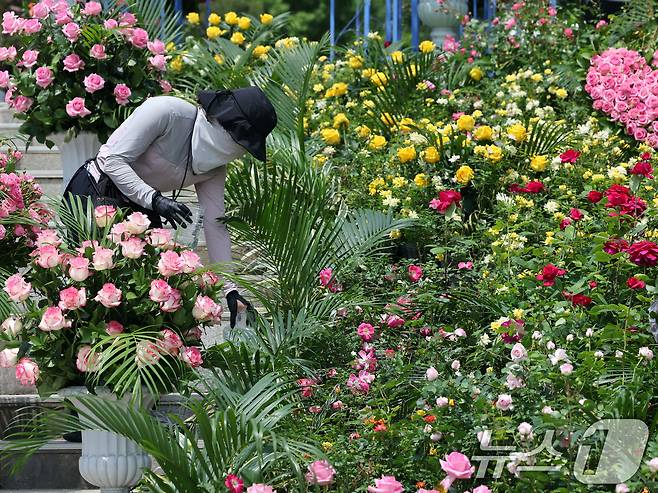 2025 서울국제정원박람회 개막을 하루 앞둔 21일 오후 서울 동작구 보라매공원에서 관계자들이 정원을 가꾸고 있다.  2025.5.21/뉴스1 ⓒ News1 황기선 기자