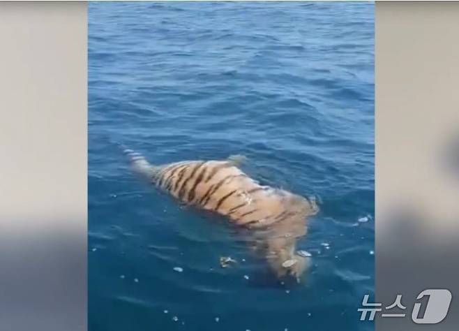 러시아 동부 바다 한복판에서 멸종 위기에 처한 시베리아 호랑이 사체가 발견됐다. 출처: 유튜브 영상 캡처
