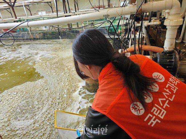국립수산과학원 관계자가 흰다리 새우 시료를 채취하고 있다. ⓒ국립수산과학원