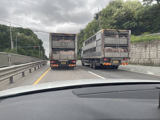 충북 경기 돼지 소개팅