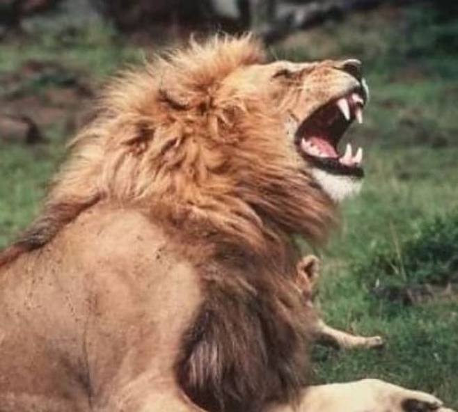 아빠 사자의 엉덩이 깨무는 아기 사자