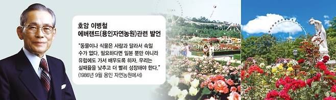 에버랜드 자체 개발 장미인 '퍼퓸에버스케이프'. 지난달부터 국내 개발 장미 묘목으로는 최초로 일본으로 수출길에 올랐다. 삼성물산 리조트부문 에버랜드제공