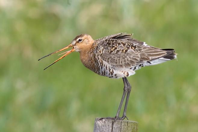 네덜란드 국조로, 포르투갈 테주강 하구를 기착지로 삼는 철새인 흑꼬리도요. 위키미디어 코먼스