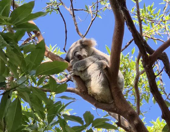누구나 편안한 '쉼'이 있는 아름다운 노후를 꿈꾼다. 노후 대비를 위한 연금 투자의 중요성을 알면서도 생애주기별 당면한 과제로 인해 이를 실천으로 옮기기란 쉽지 않다. [연금술사]는 연금 선진국인 호주를 찾아 생애주기별, 특히 지출이 많아 연금 투자 여력이 부족한 3050 세대를 위한 자산배분 전략을 알아봤다. 시드니=김경진 기자