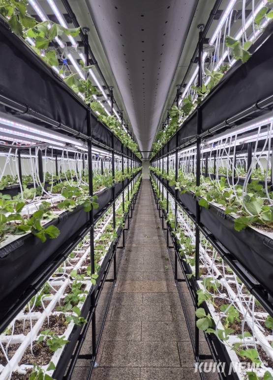 고양시 마두지하보도 스마트팜 현장에서 딸기 모종이 자라고 있다.