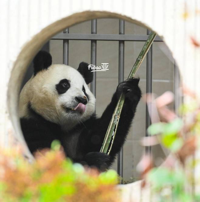 푸바오 팬들이 주장하는 곰팡이 대나무