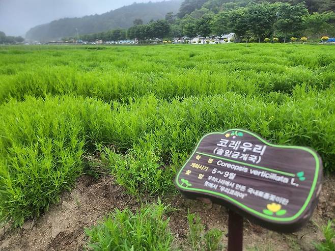 [함양=뉴시스] 서희원 기자= 21일 천년의 숲 함양 상림공원 인근 경관단지에 코레우리가 자라고 있다.  2025. 5. 21. shw1881@newsis.com *재판매 및 DB 금지
