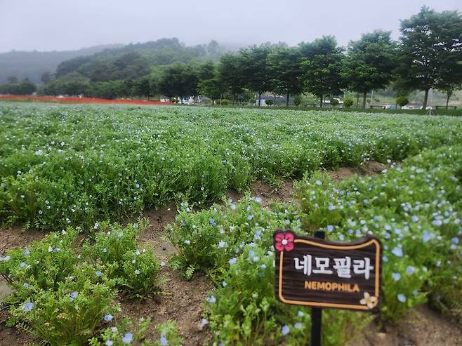 [함양=뉴시스] 서희원 기자= 21일 천년의 숲 함양 상림공원 인근 경관단지에 네모필라가 자라고 있다.  2025. 5. 21. shw1881@newsis.com *재판매 및 DB 금지